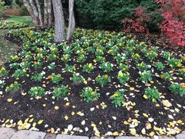 Fresh flower planting in a residential garden bed