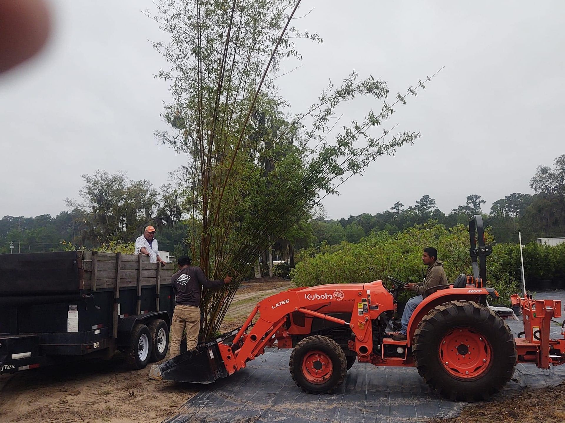 Professional landscape transformation in Brunswick, Georgia