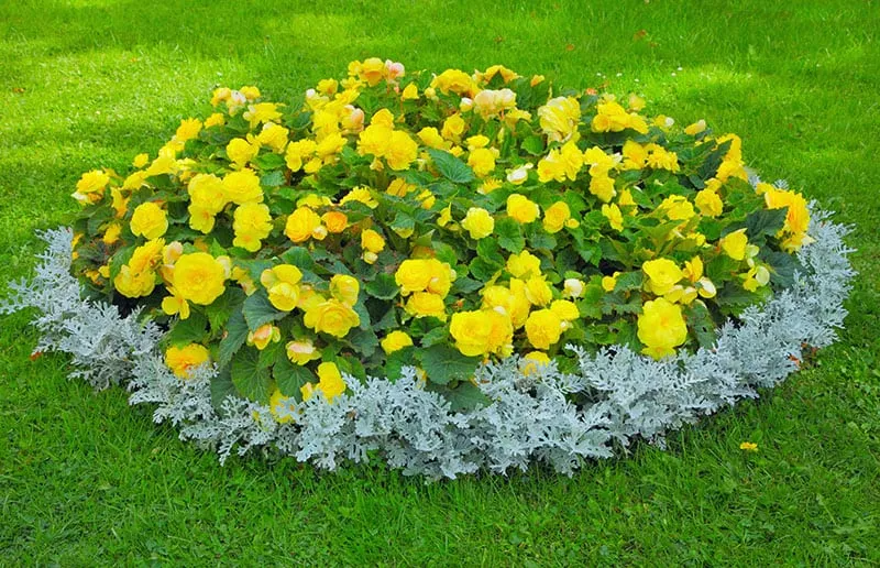 Custom oval-shaped flower bed design
