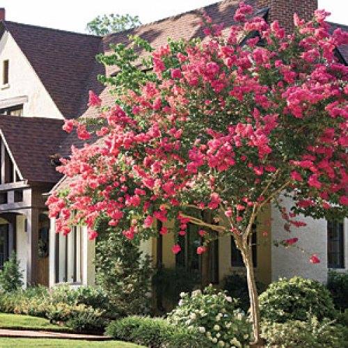 Residential property landscape